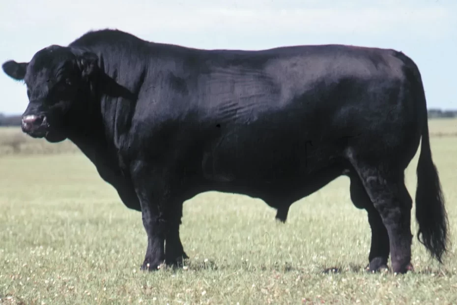 เนื้อแองกัส ขายส่ง คุณภาพระดับพรีเมียม ที่คนรักเนื้อไม่ควรมองข้าม