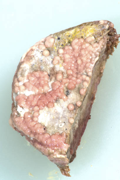 ประสบการณ์ตรงกับเนื้อวัวคุณภาพต่ำ