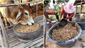 อาหารวัว มีอะไรบ้าง ทำความเข้าใจโภชนาการวัวตั้งแต่ต้นทาง
