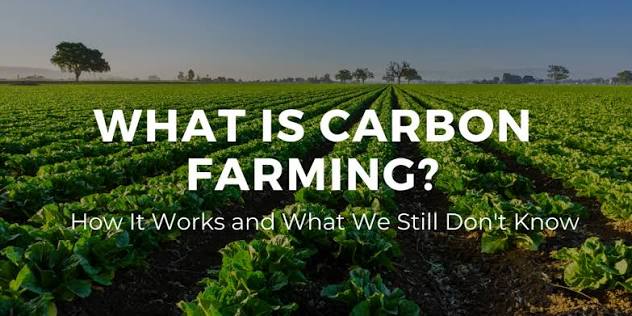 เนื้อวัวขายส่ง กับ Carbon Farming