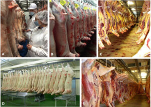เนื้อโคขุนขายส่ง หลังเชือดต้องทำให้เย็นอย่างไร